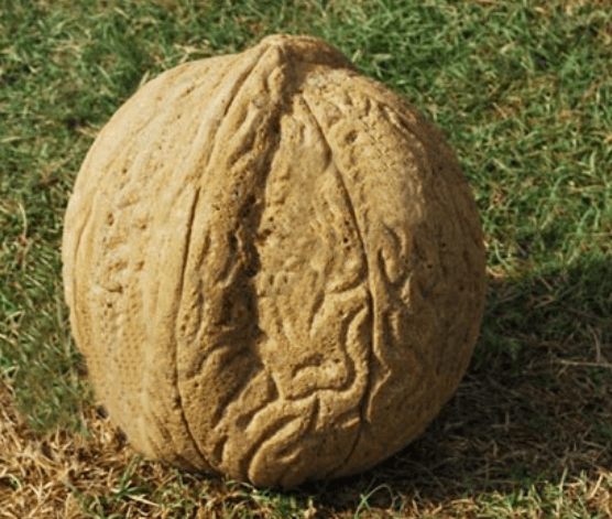 Stone Walnut